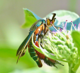 Squash Vine Borer Moth